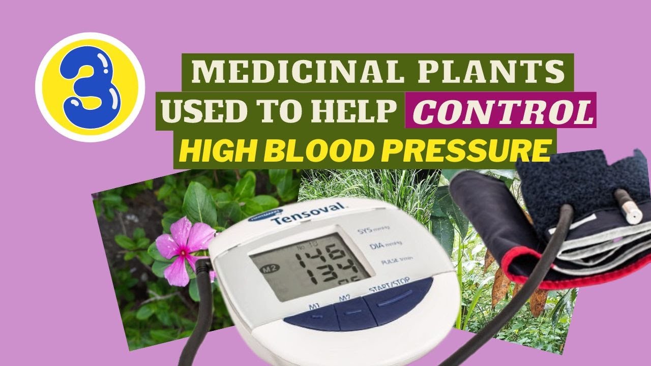High Blood Pressure CONTROL using 3 JAMAICAN MEDICINAL PLANTS / Earth's Medicine