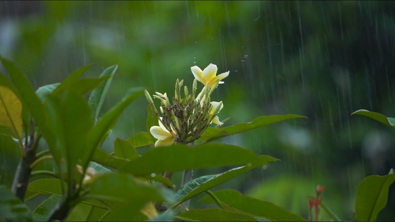 Serenity Awaits: Relaxing Meditation Music & Beautiful Nature - FHD🪴🙇‍♀️🧘‍♀️
