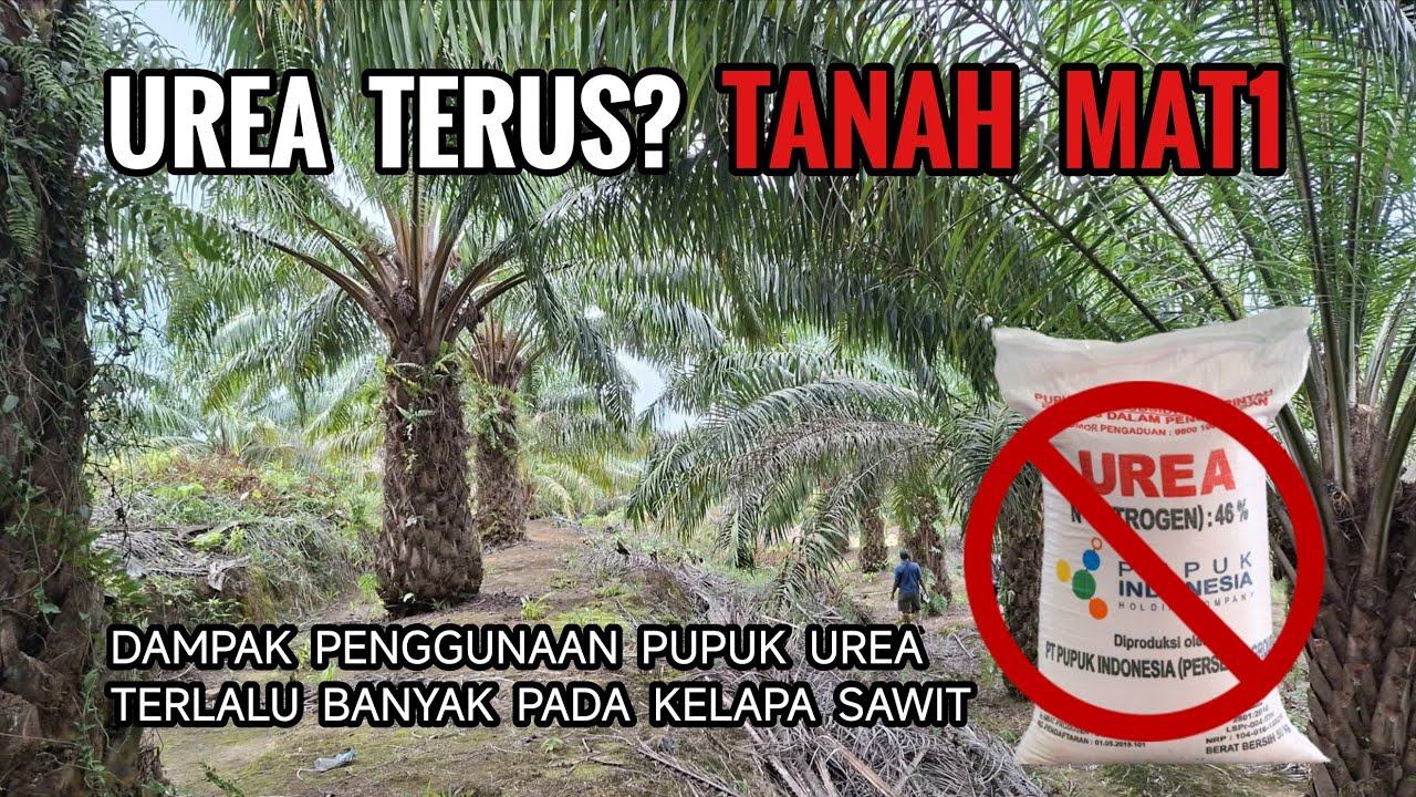 WASPADA PUPUK UREA BERLEBIHAN! Lahan Sawit Anda Bisa Hancur Selamanya