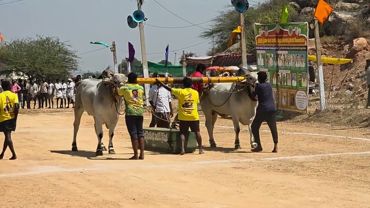 Arunachalam and siva rayalcheruvu bull combined in kalluru