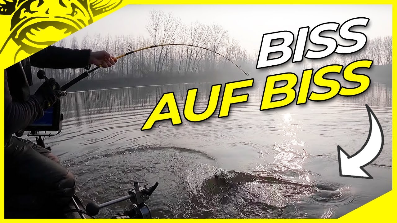 Vertikal WAHNSINN mit LIVE BISSE | Vertikal auf Wels in Italien am Fluss | Welsangeln am Mincio.