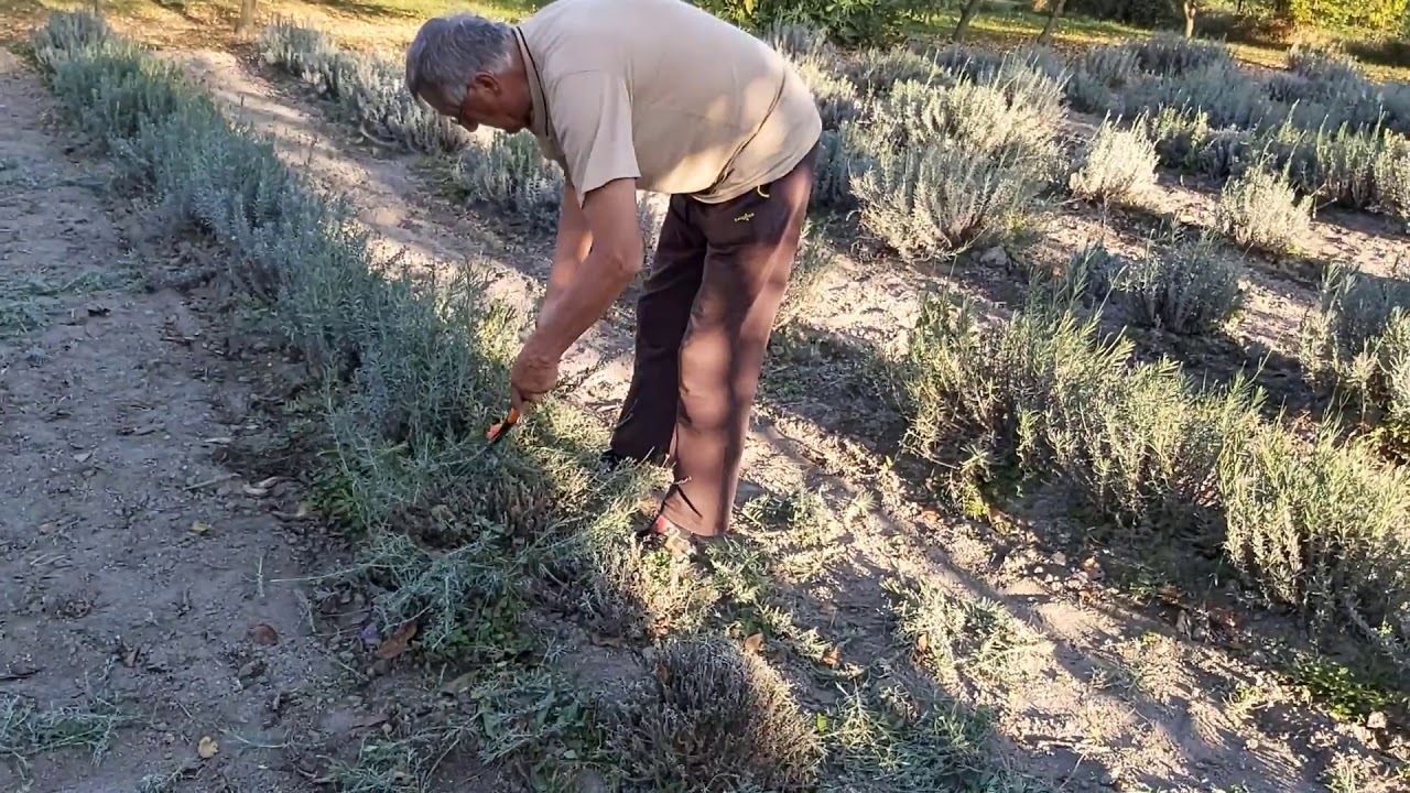 levendula metszése