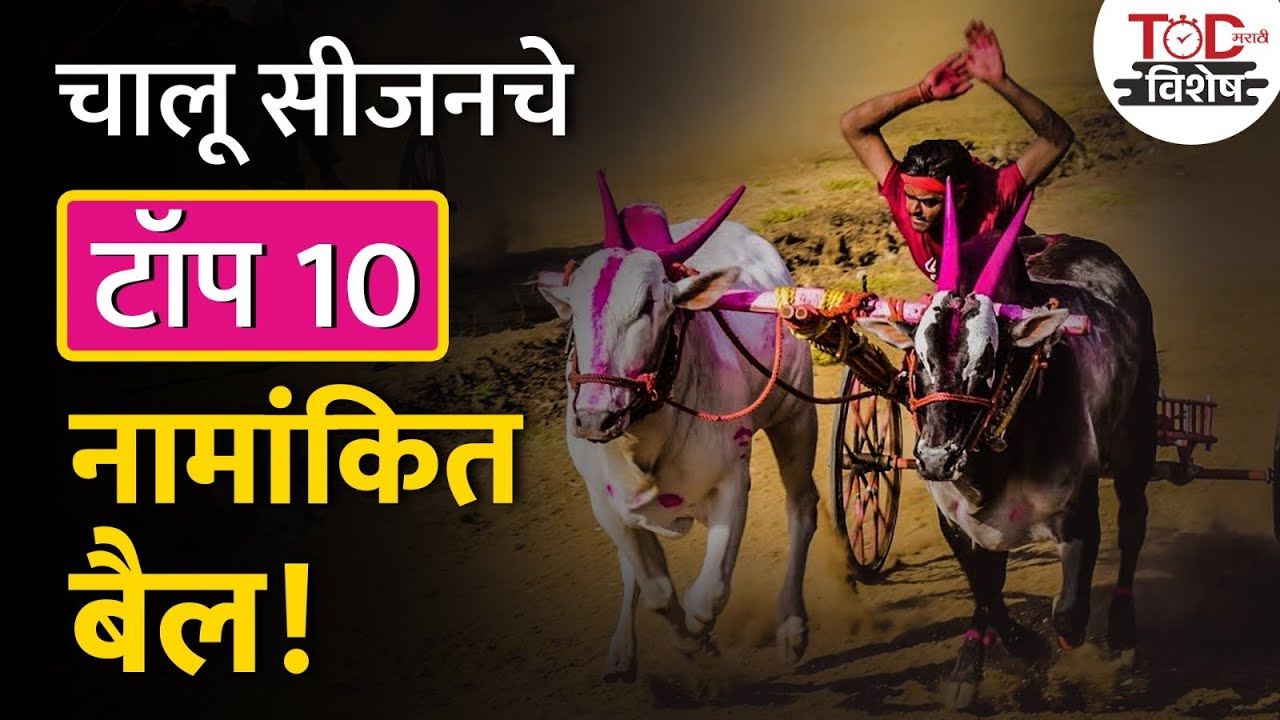 Top 10 bail Maharashtra 2023 | बकासुर ते महिब्या | चालू हंगामातला किंग कोण? | TOD मराठी विशेष