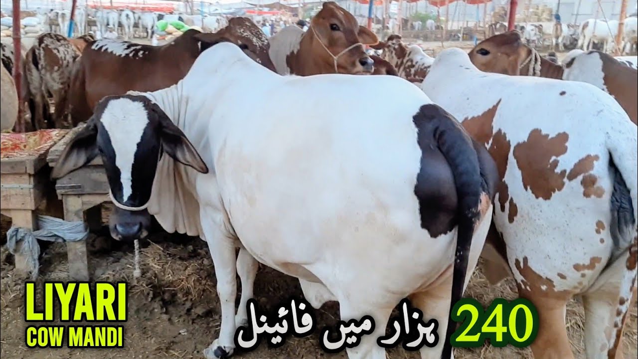 Lyari Cow Mandi 2025 | Karachi Cattle Market | 05-May-2025 | Infotainment