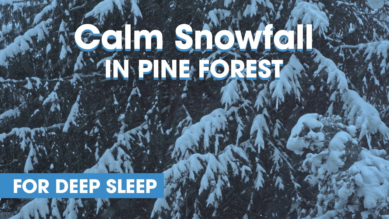Pine Forest for Deep Sleep || ❄️ || 1 hour relaxing video