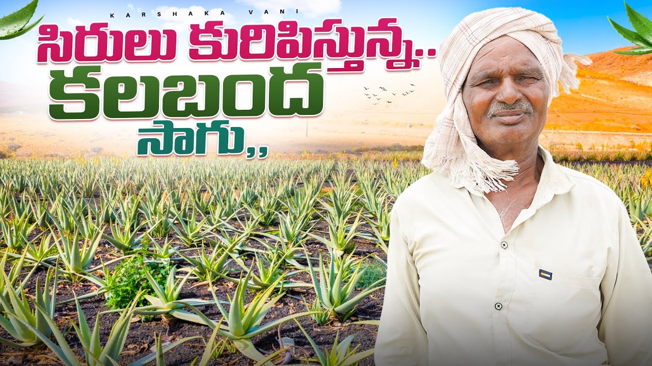 aloe vera Farming in Telugu | aloe vera cultivation | ￼aloe vera farming￼ ￼