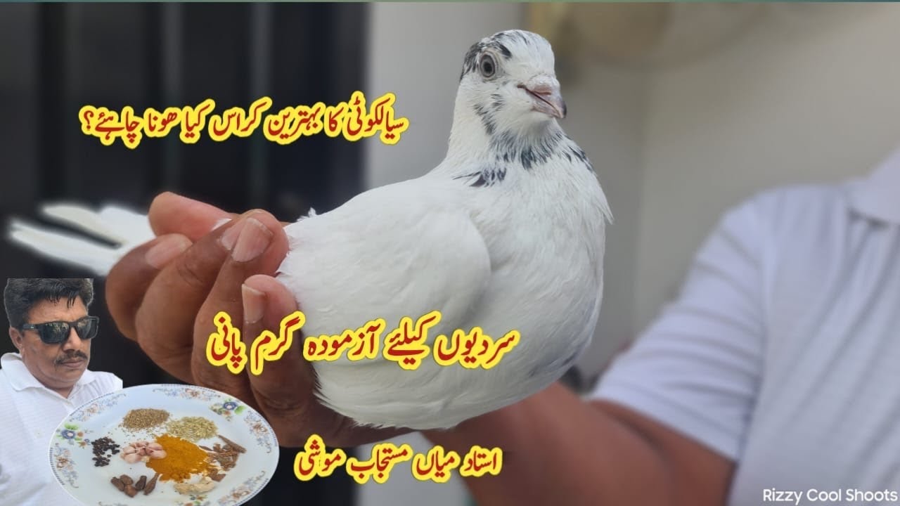 Sardi k Mosam Mai kabootar k liye Garam Pani | Ustad Mian Mustajab Moshi