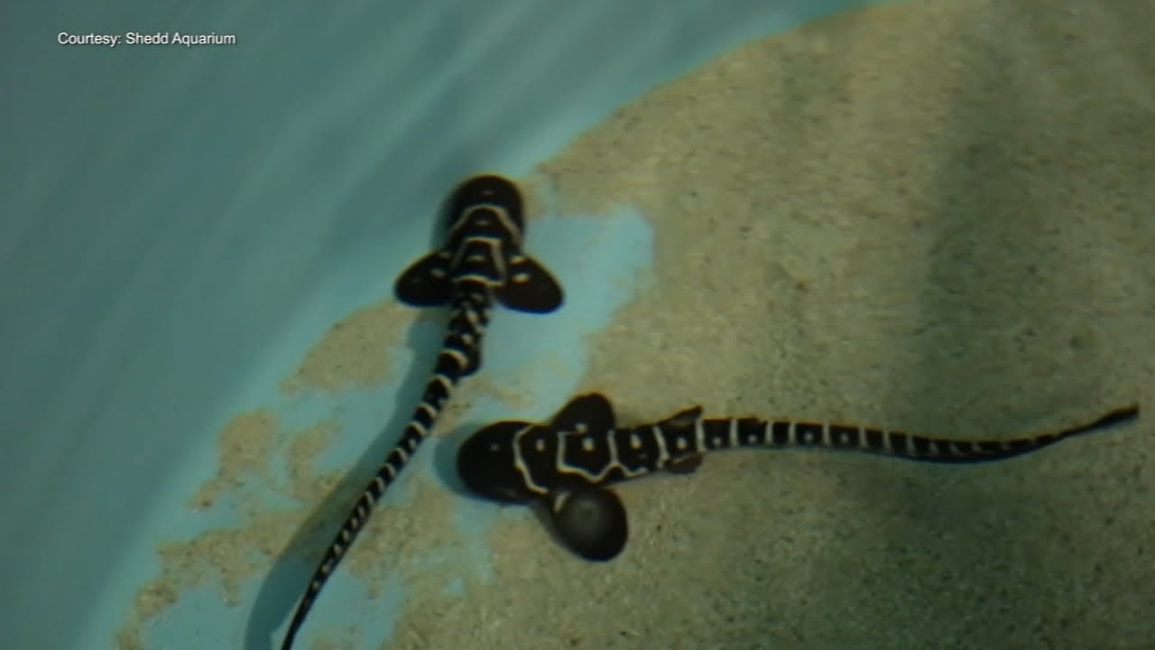 Shedd Aquarium's zebra shark has 'virgin birth'