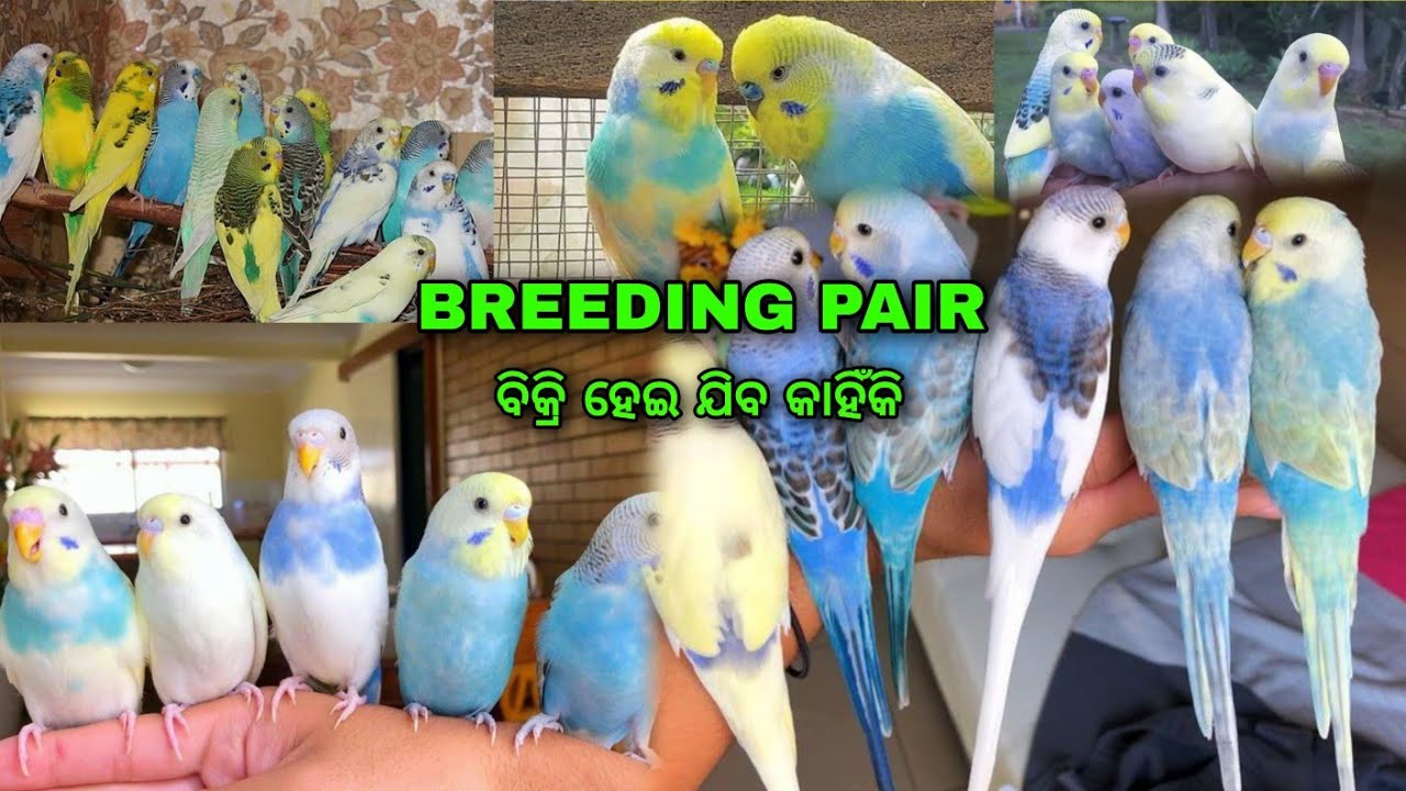 ବିକ୍ରୀହବ ବଜି breeding pair 😪