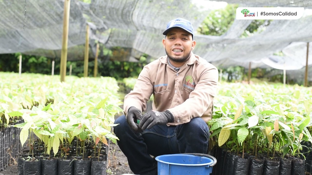 Fertilización de plántula de cacao en vivero