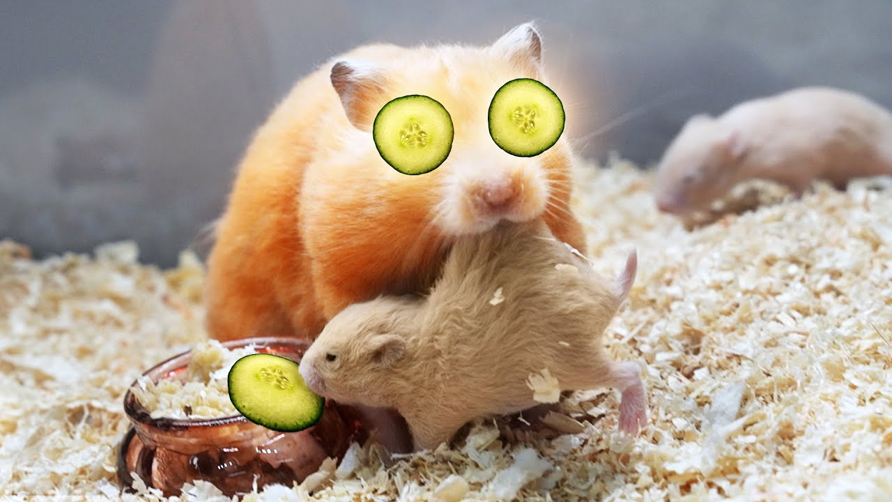 A Happy Hamster Family...until the cucumber