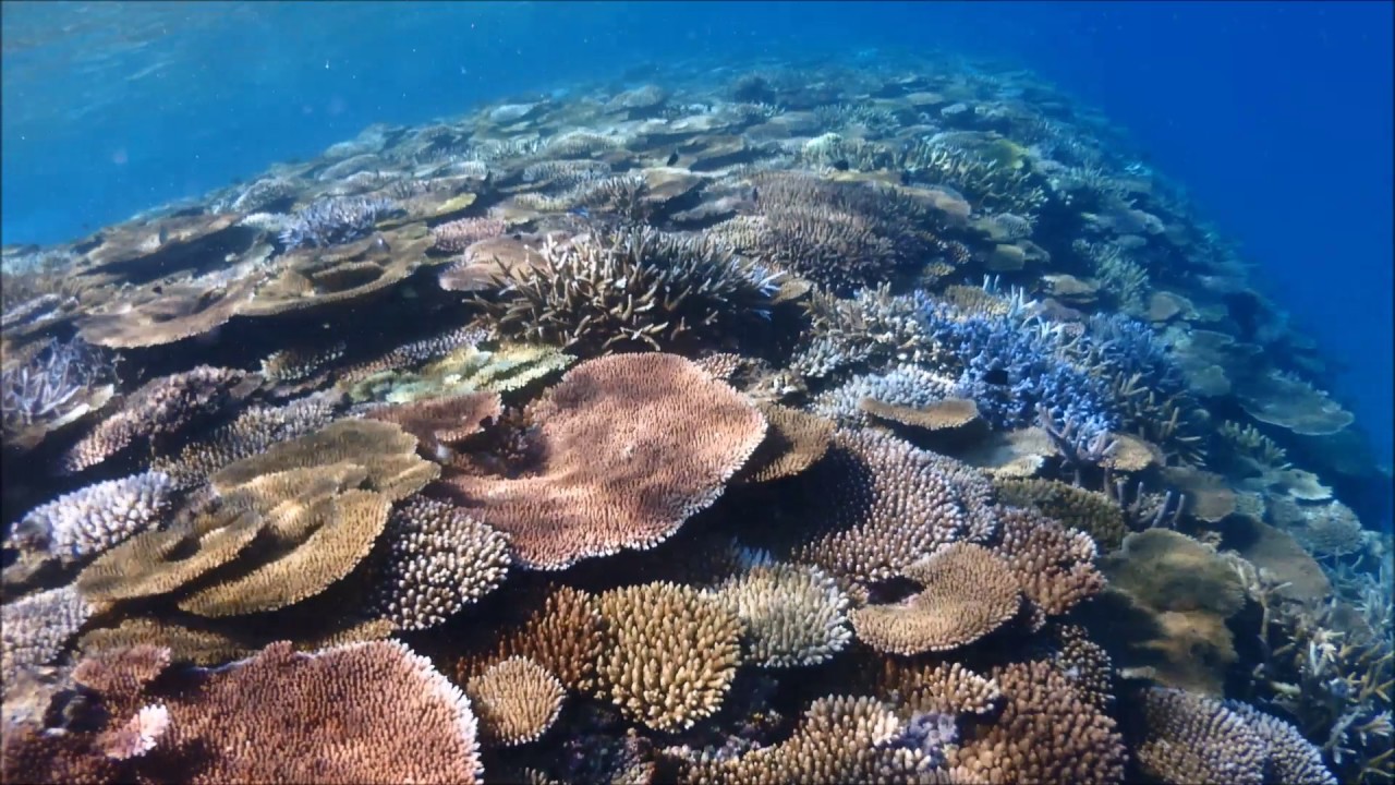 伊平屋島　サンゴの群生　浅場編