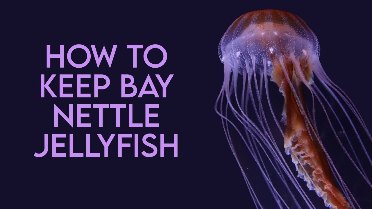 How to Keep Bay Nettle Jellyfish