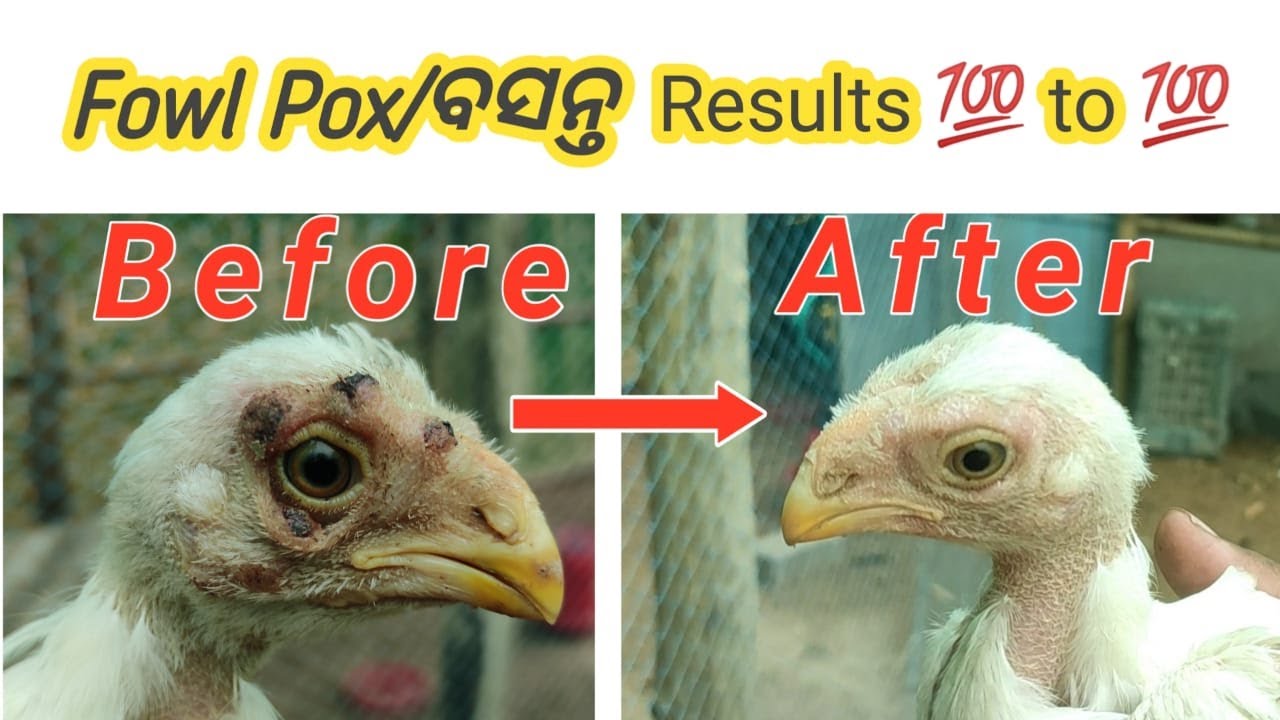 How do You Treat Fowl Pox at Home & Poultry Farm? Kipari Karibe Basanta Ragara  Treatment ?