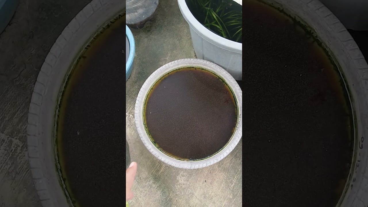 HASIL KULTUR KUTU AIR MEDIA AIR LELE KENTAL ATAU BERLENDIR YANG SEBELUMNYA SUDAH DI ENDAPKAN