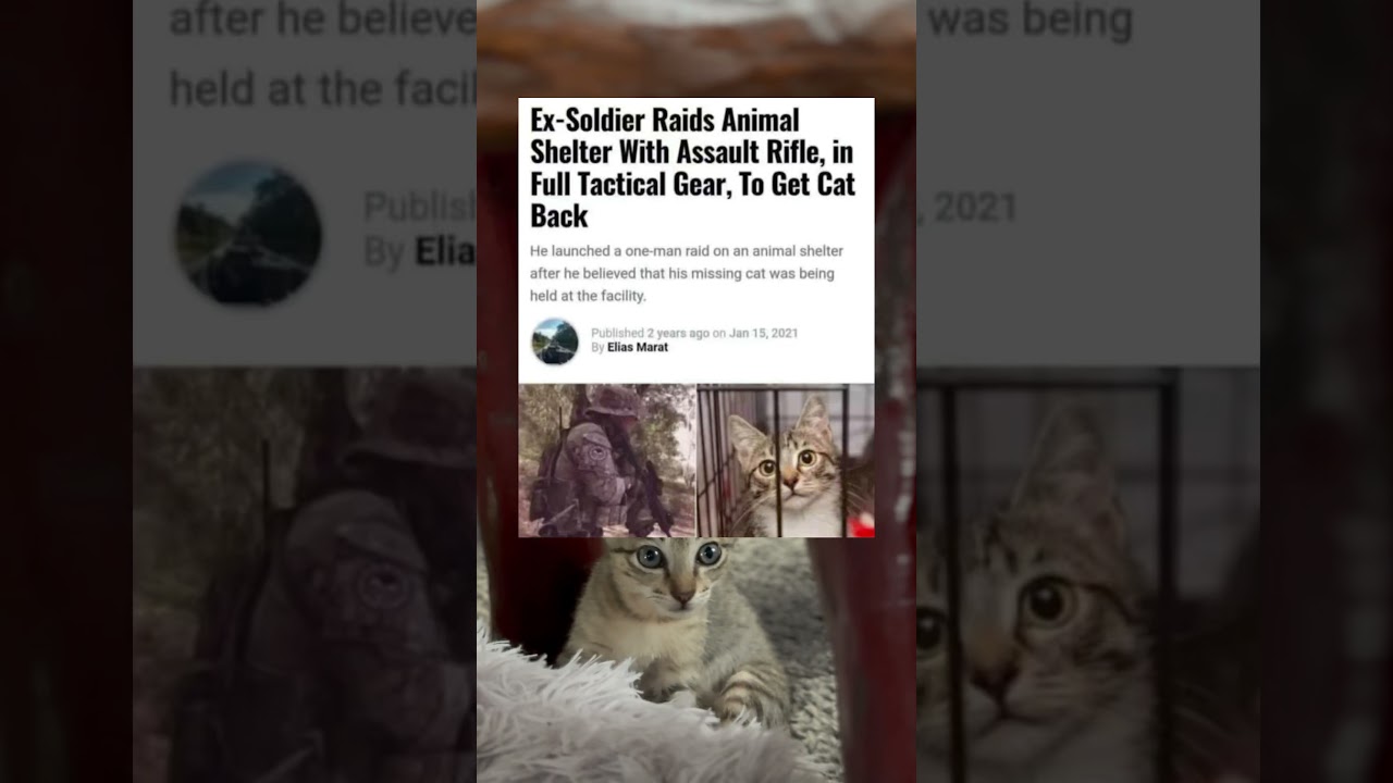 Kitty Bob Reacts | #facts #cat #shorts