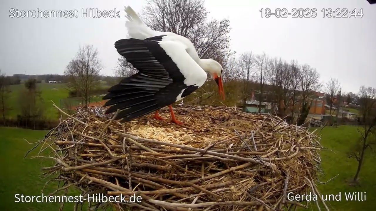 Willi wrócił❗Bociany Storchennest Hilbeck, DE - 19.02.2026