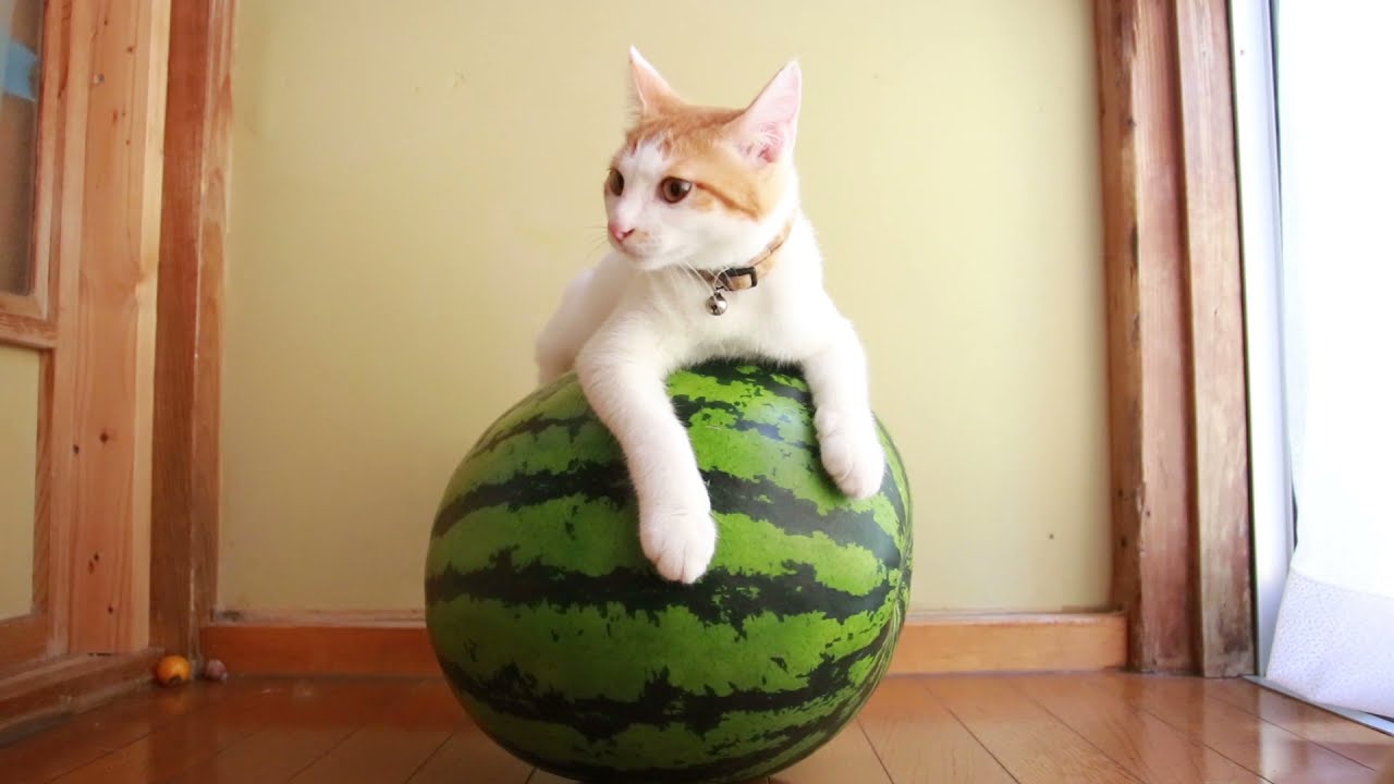 すいか乗り猫　2021 210820