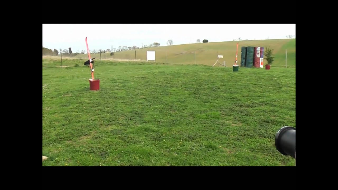 Rottweiler Mondioring Balou des Cerbères de la Torre