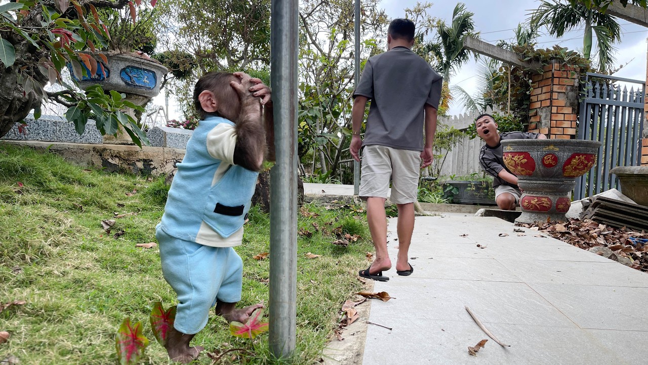 Cubis Tried to Outsmart Dad in Hide and Seek… So Adorable! 🐒💕