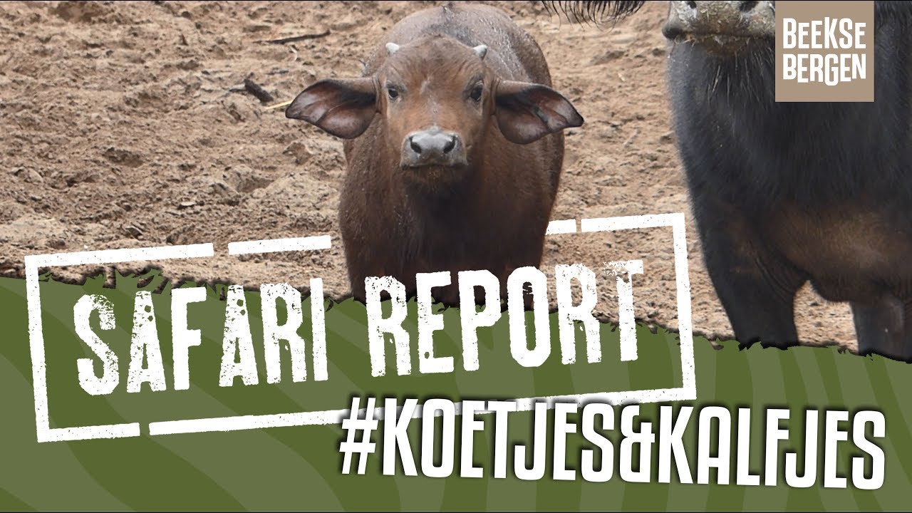SAFARI REPORT | 