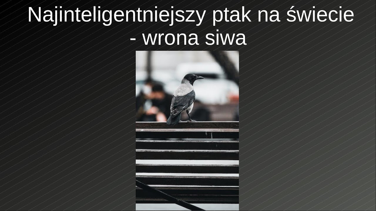Najinteligentniejszy ptak na świecie - wrona siwa. Zwierzęcy geniusze || Pakukla