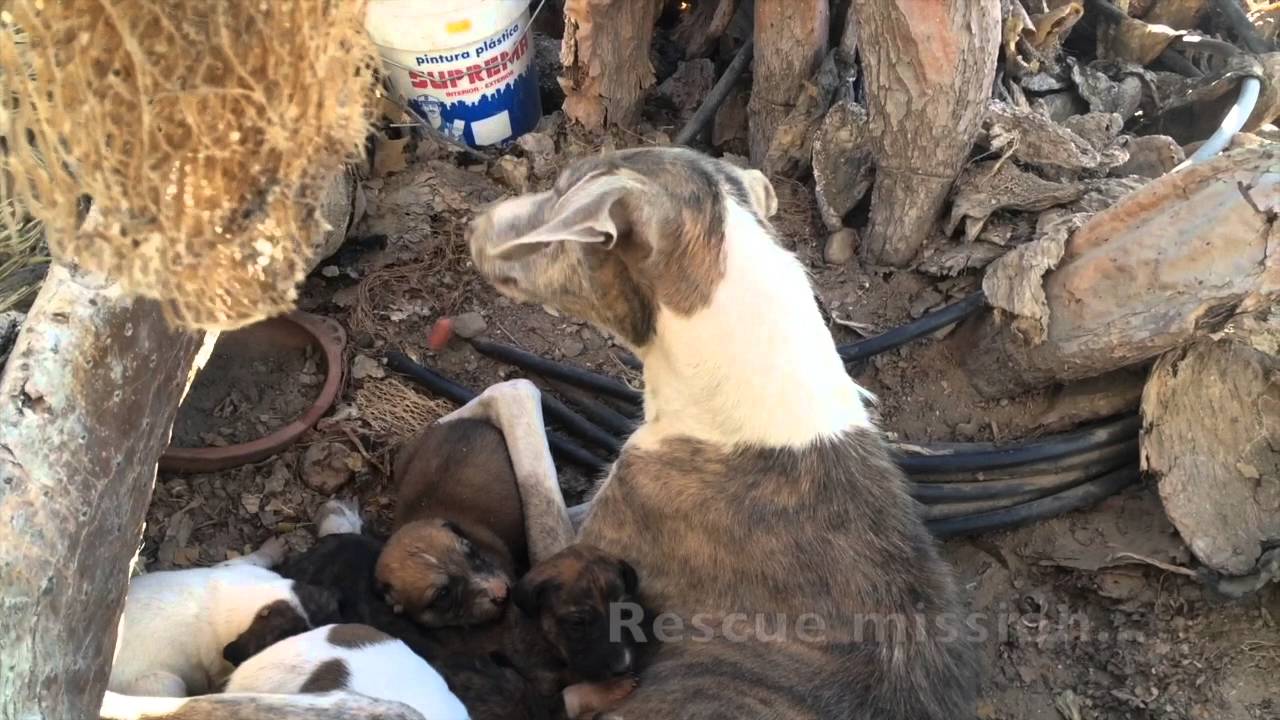 Volunteering at Galgos del Sol