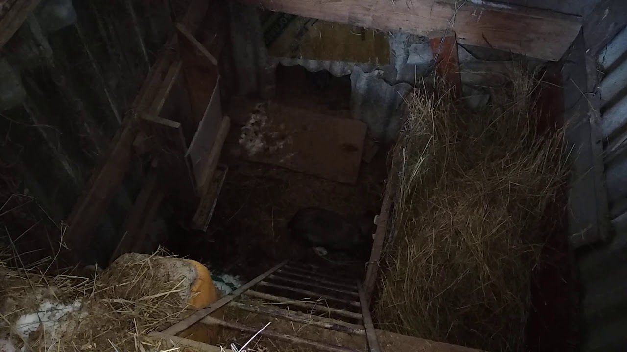 Кролик в яме. Реальная правда.