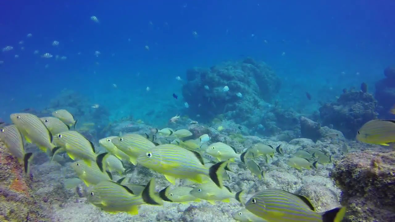 Government Cut Reef Survey | Looking Over the Edge of the Ledge Into the Shipping Channel | 2014