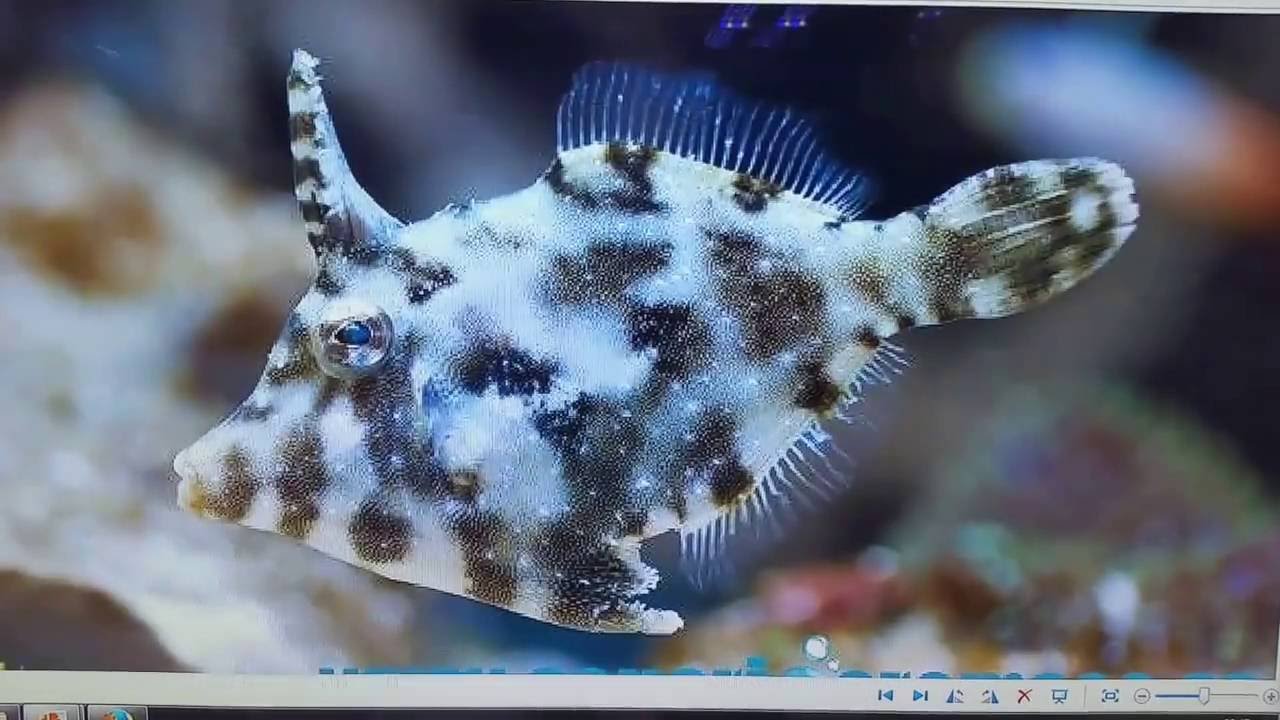 ☆Aiptasia☆ -Plaga Mundial-Como mantenerlas a raya-