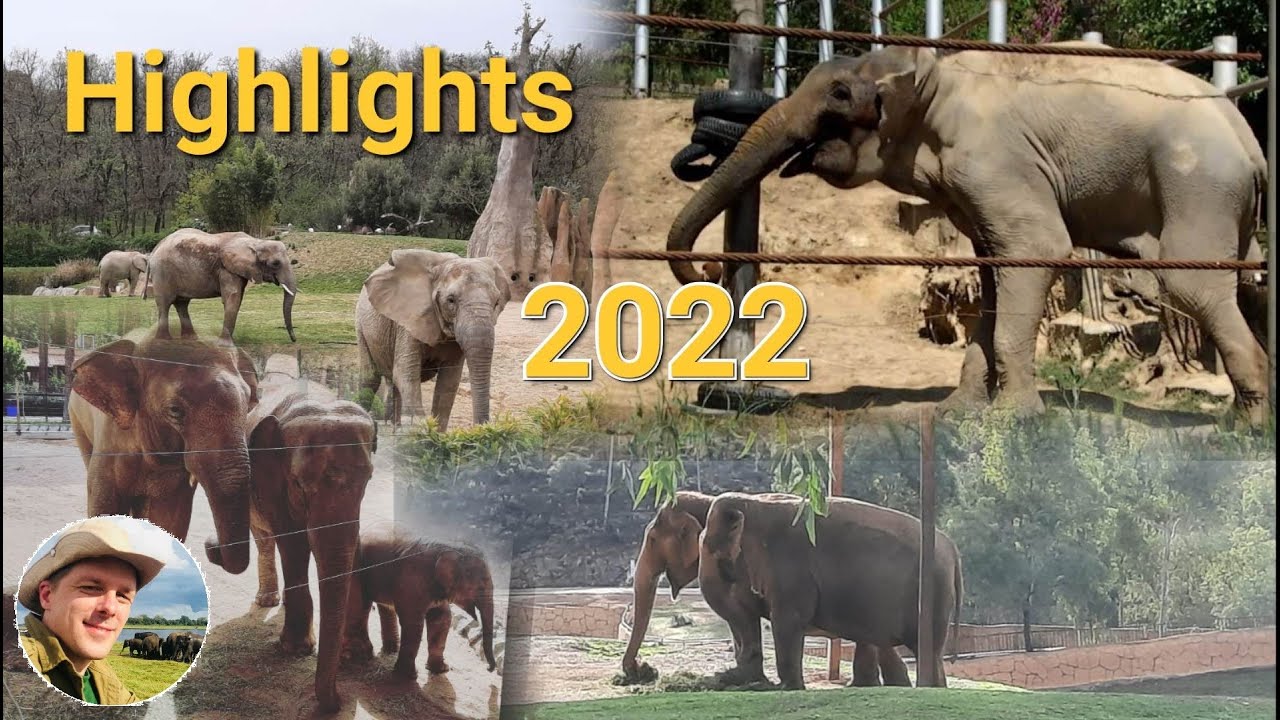 TOP 5 Elefanten-Highlight Videos von 2022.