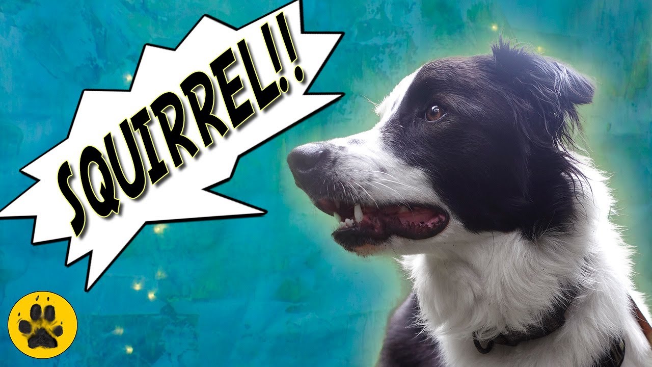 Border Collie Over Excitement