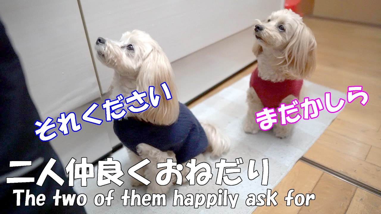 おねだりする時は息ピッタリのワンコ【マルプーのみるく＆くるみ】#マルプー #多頭飼い