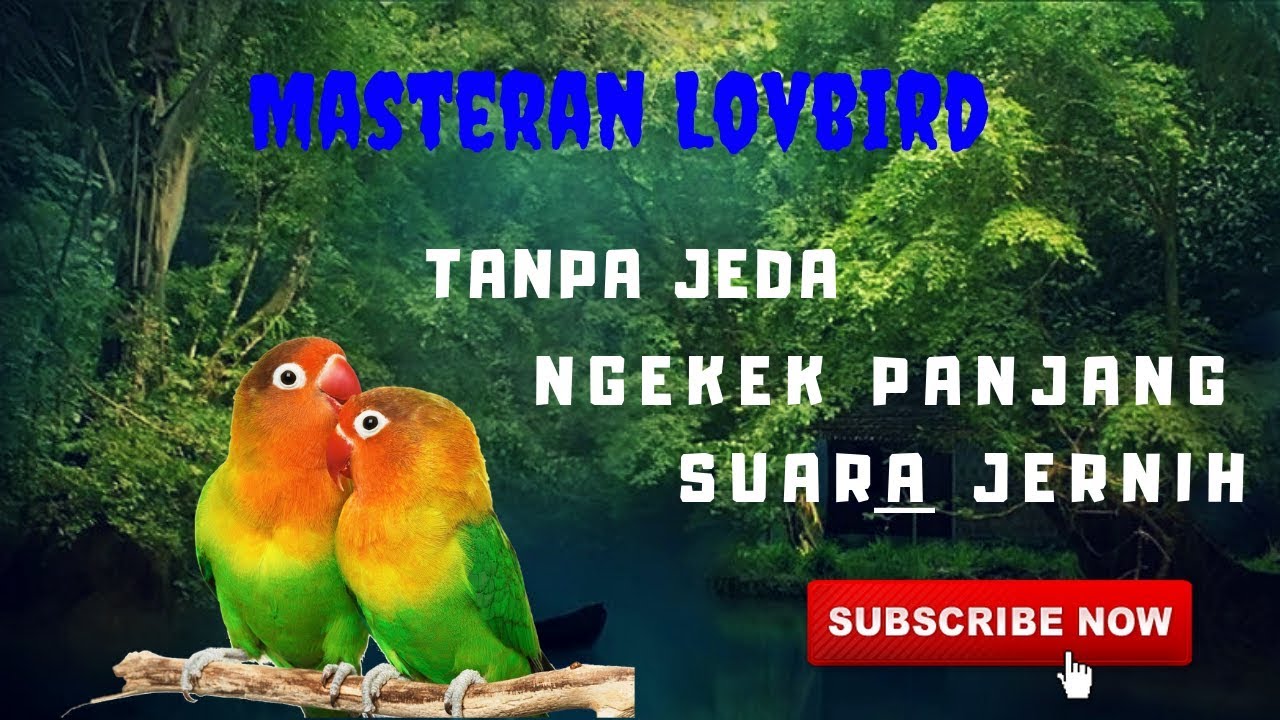 lovbird pasti langsung nyauh Masteran Lovebird Ngekek Panjang Suara Jernih Tanpa Jeda