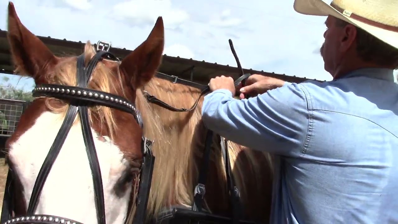Hitching a Horse up with Amish Made Harness and Cart