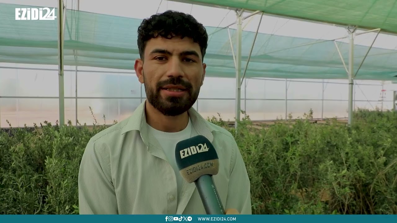 سنجار: للحفاظ على البيئة، إطلاق مشروع تكثير أشجار الفواكه بالتعاون مع منظمات عالمية