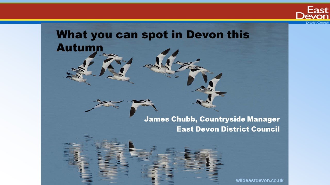 What you can spot in Devon this Autumn