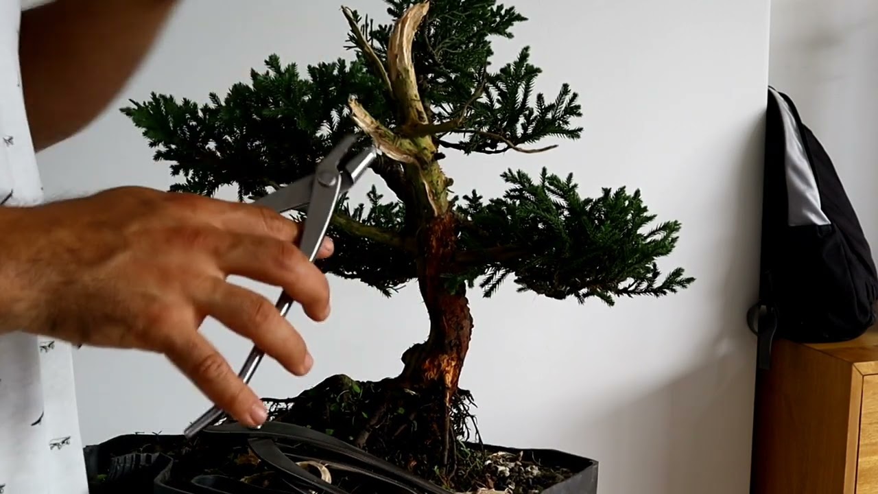 cómo hacer Bonsai Junípero San jose tips de cuidados #bonsai #bonsaicolombia #bonsaimedellin #art