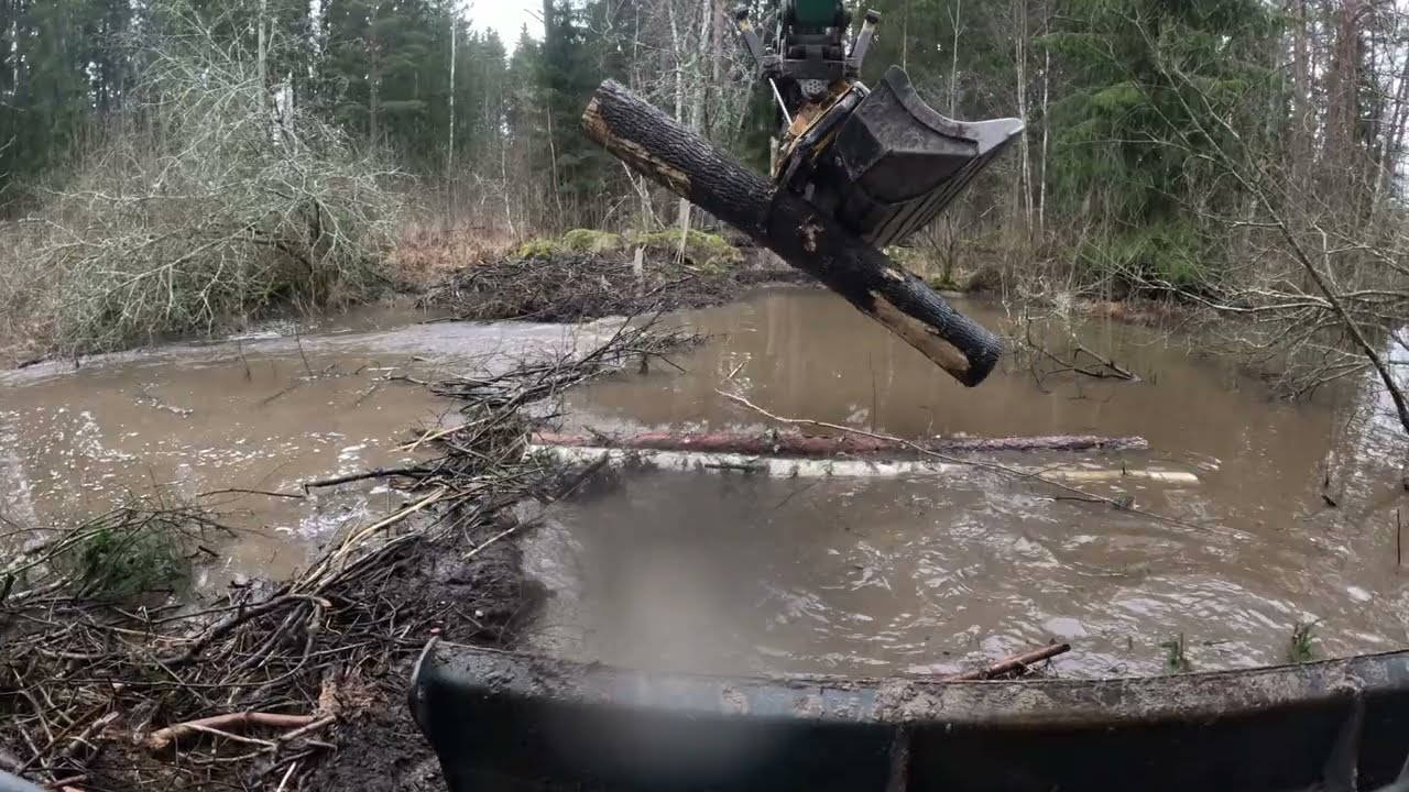 Removing a BIG Beaver Dam