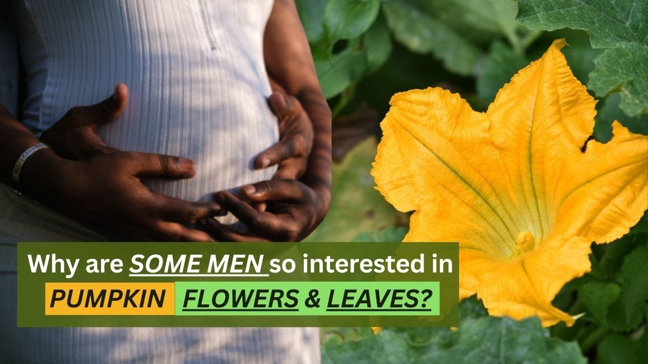 6 BENEFITS of PUMPKIN FLOWERS & LEAVES / Earth's Medicine