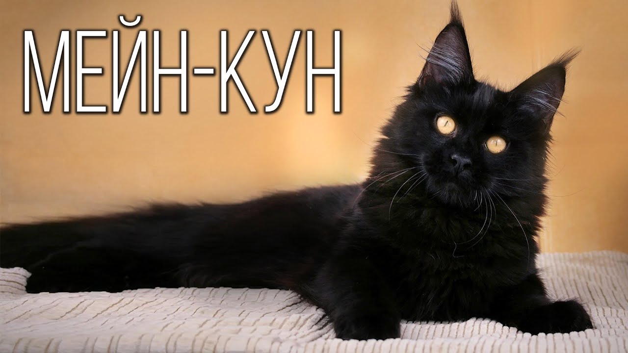 Мейн-кун: Пушистый Великан | Интересные факты про мейн-кунов