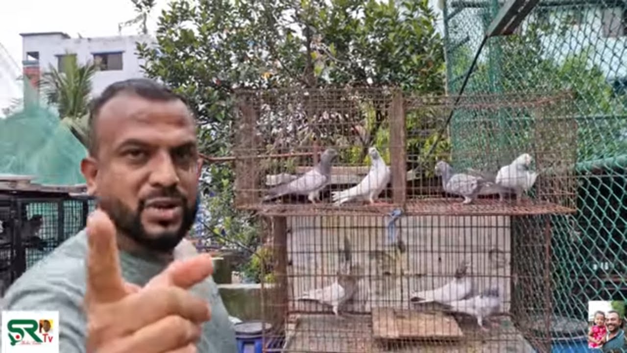 আসুন আমরা আমাদের কবুতর নিজেরা ডেভেলপ করি 🐦❤️