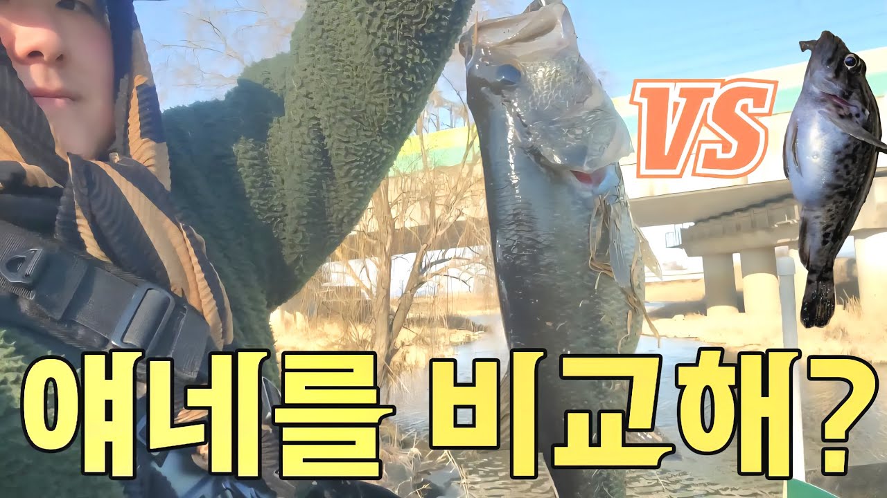 우럭낚시가서 잡은 우럭과 강준치낚시 가서 잡은 이것?을 잡아서 손맛을 비교해 보았습니다 | 사이즈 차이가 너무 많이 나는 손맛 비교 컨텐츠 |바다낚시 민물낚시 루어낚시 배스낚시 