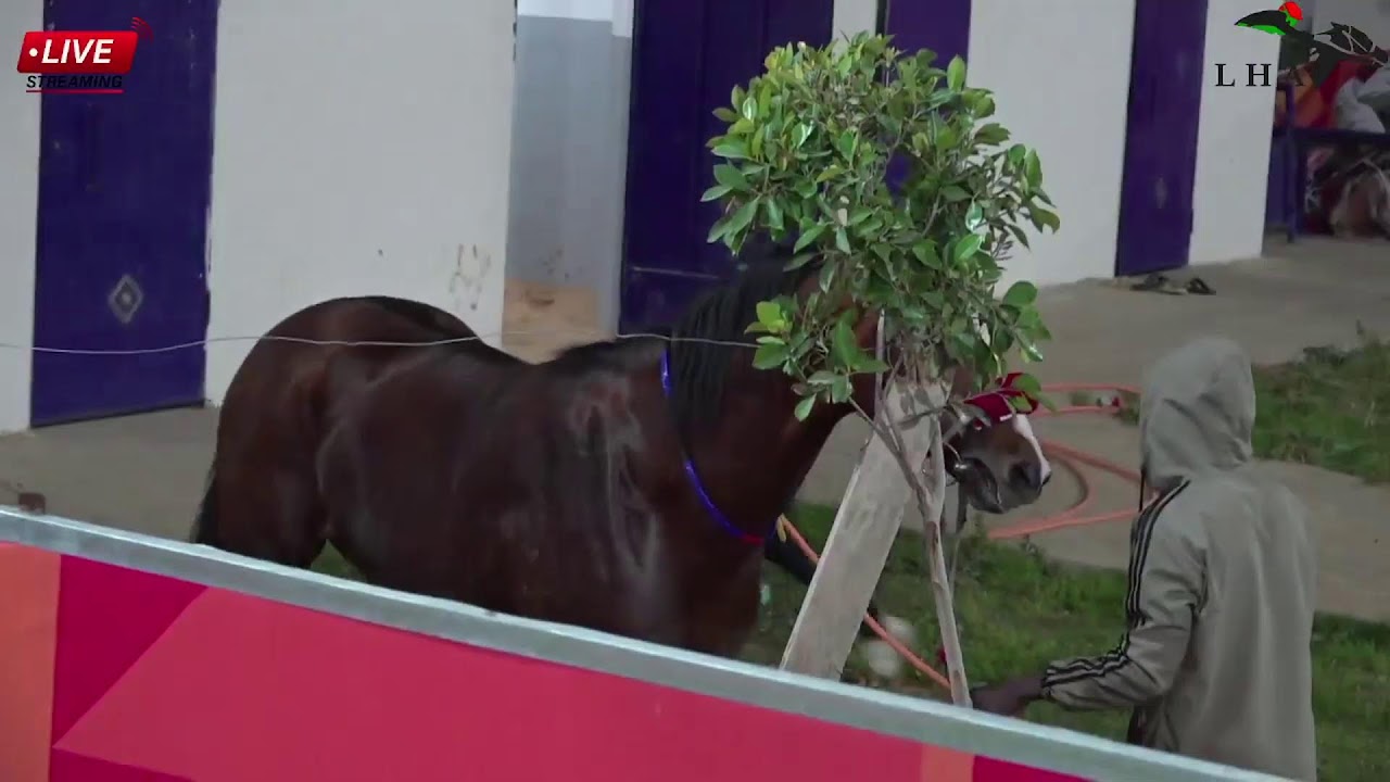 بث مباشر من قِبل الهيئة الليبية لسباق الخيل