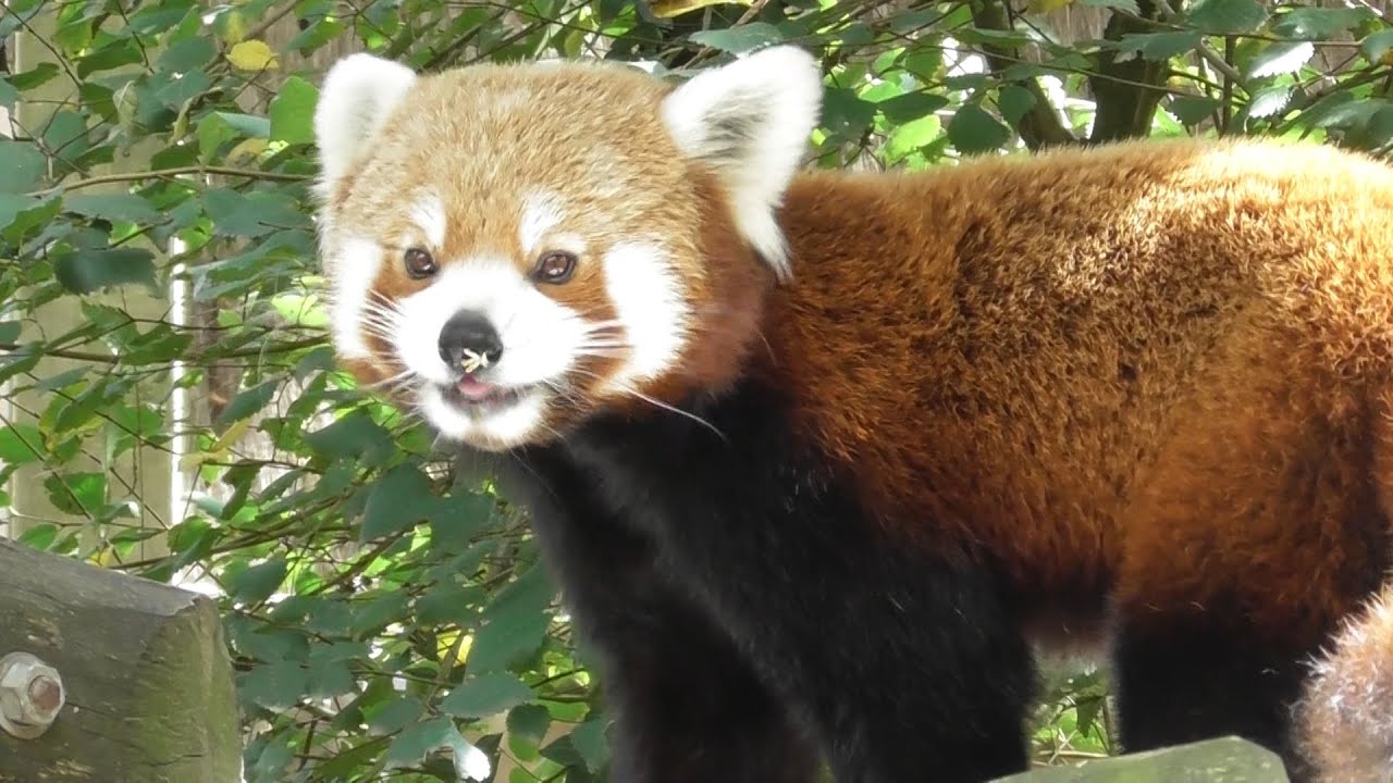 Zoo de Mervent - Zoo Nature en Vendée 2019  HD