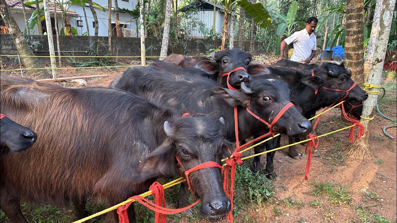 കോഴിക്കോട് നിന്നും മുറ പോത്തുക്കളെ വാങ്ങാം Murrah farm in Kozhikode