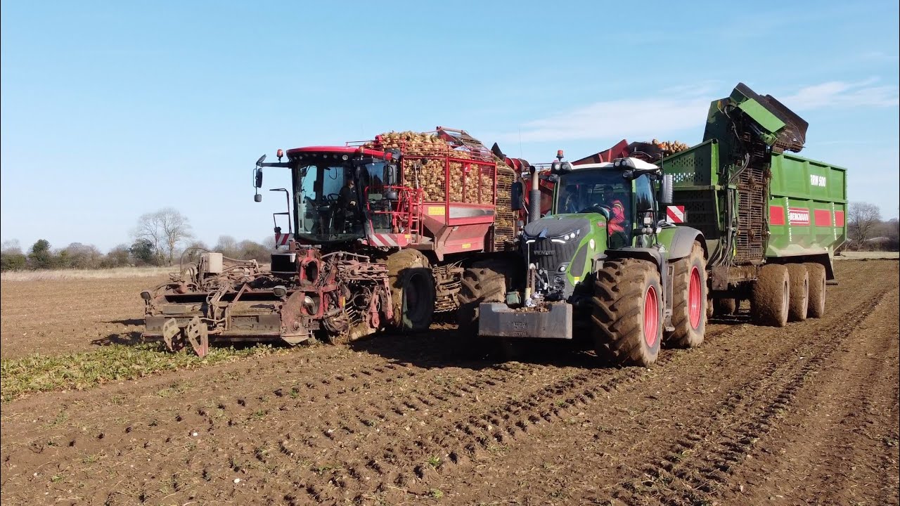 Holmer Terra Dos T4-40 Sugar Beet Harvesting 2022!