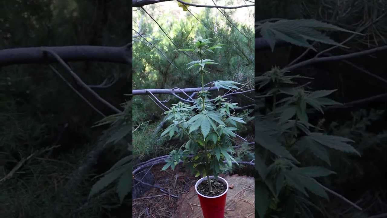 Solo cup grow week one of flower