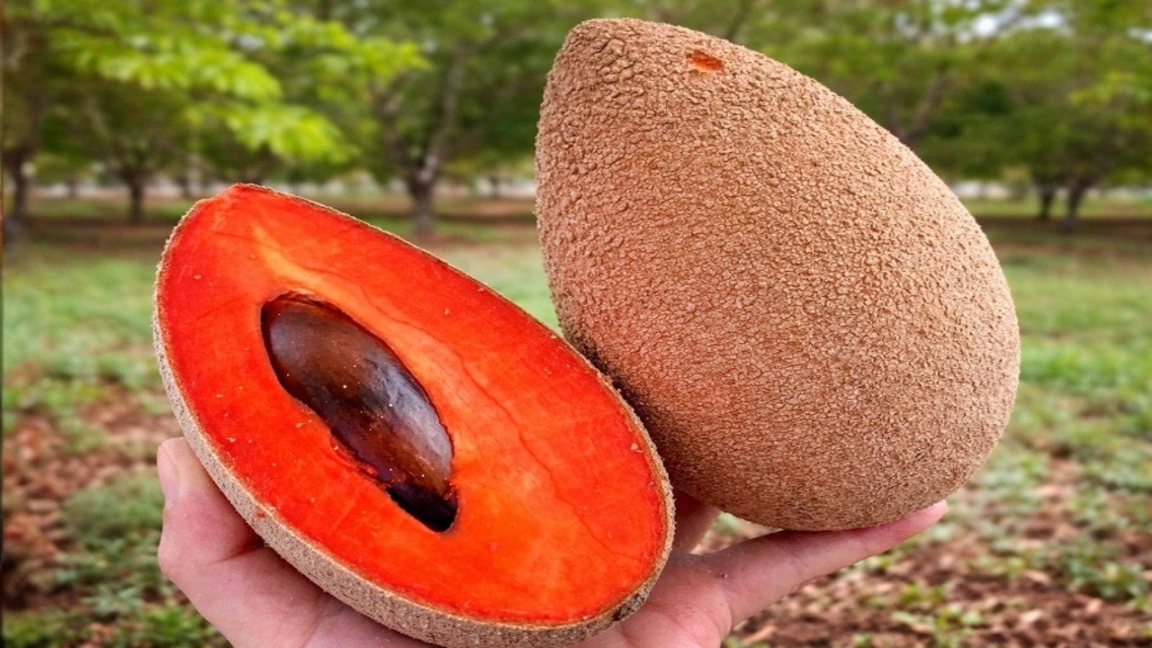 99% de la gente NO las conoce: Las 15 frutas más extrañas del planeta. #frutas #curiosidades