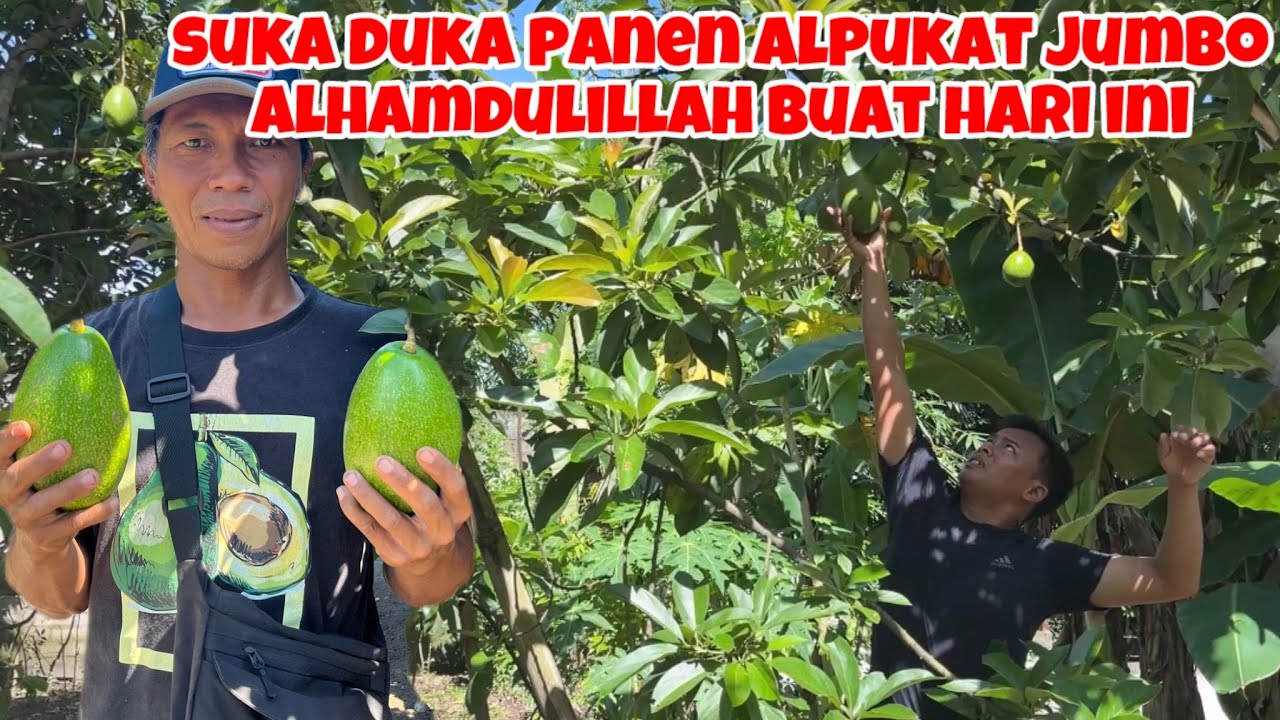 MBOLANG CARI ALPUKAT SUPER AVOCADO DAN BEGINI SUKA DUKA PANENNYA ALHAMDULILLAH BUAT HARI INI